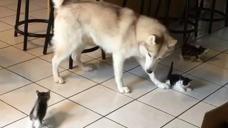 二哈看家里多了一群小猫,非让主人把它们放出来陪自己玩